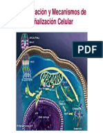 Comunicaci_n_Celular_y_Mecanismos_de_Se_alizaci_n_Celular-1.pdf