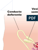 Aparato Reproductor Femenino y Masculino