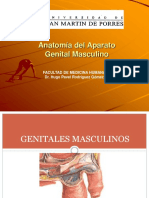 145864546-Anatomia-Del-Aparato-Genital-Masculino.pdf