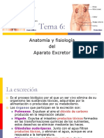 6_aparato_excretor.ppt