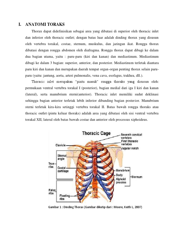 Anatomi Toraks | PDF
