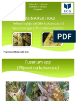 Fusarium spp i Diabrotica virgifera na kukuruzu