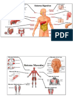 Tipos de Sistemas Del Cuerpo Humano