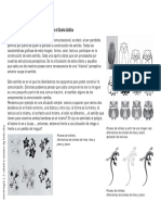 Sintesis Morfo PDF