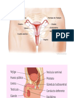 Aparato Reproductor Femenino