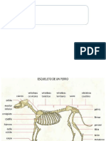 Esqueleto de un perro