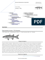 FAO Fisheries & Aquaculture - Cultured Aquatic Species Fact Sheets - Mugil Cephalus (Linnaeus, 1758)