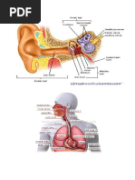 sistem pendengaran.doc