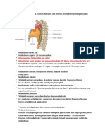 Thorax Et Abdomen