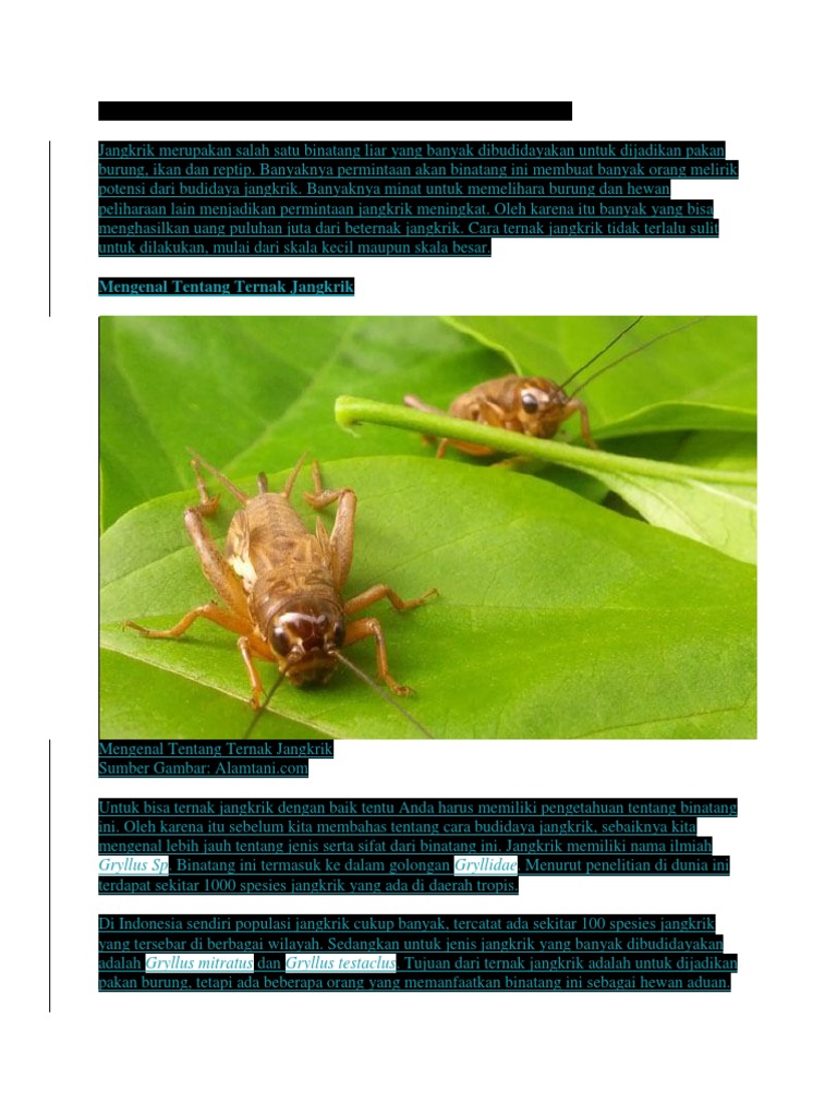 Cara Budidaya Ternak Jangkrik Yang Efektif Dan Menguntungkan