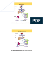 Metabolisme Bilirubin