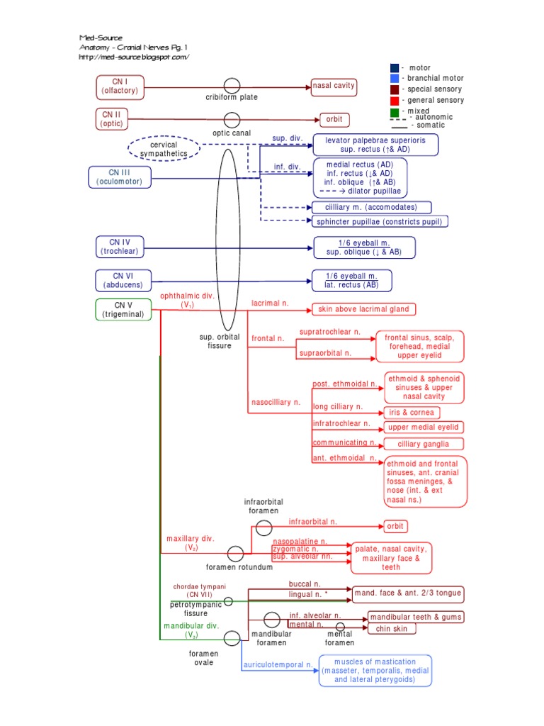 Anatomy - Cranial Nerves PDF | PDF | Primate Anatomy | Human Head And Neck