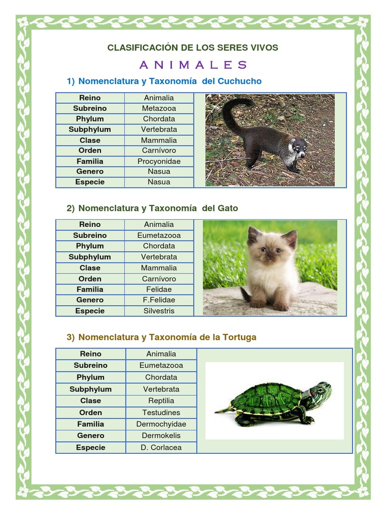 Clasificación De Los Seres Vivos Taxonomía Pdf Organismos Taxa