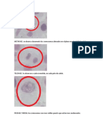 Discusion Mitosis