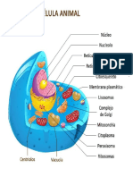 Celula Animal y Vegetal