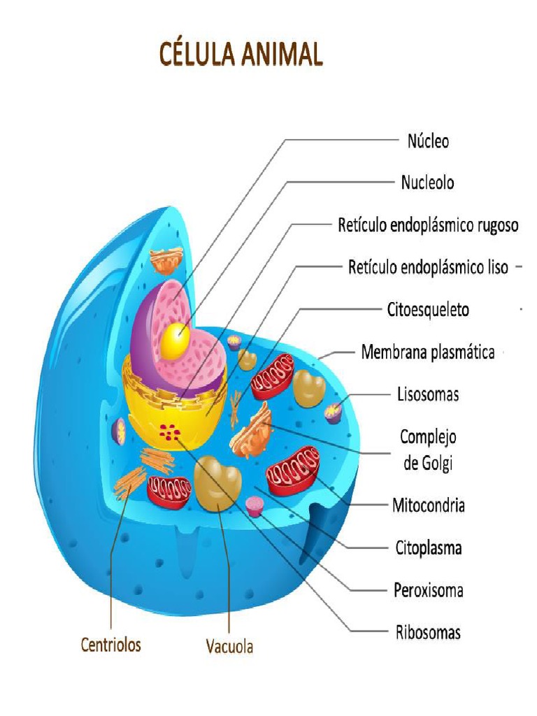 Imagen De Celula Animal Y Vegetal