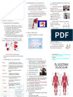 Triptico El Sistema Muscular