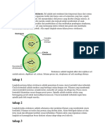 Empat Langkah Proses Sitokinesis.docx