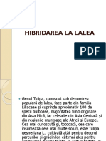 Hibridarea La Lalea