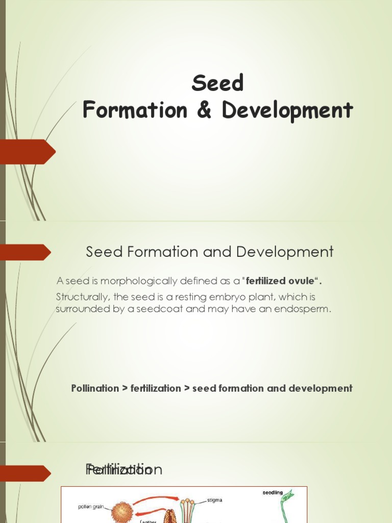 Seed Formation and Development Process | PDF