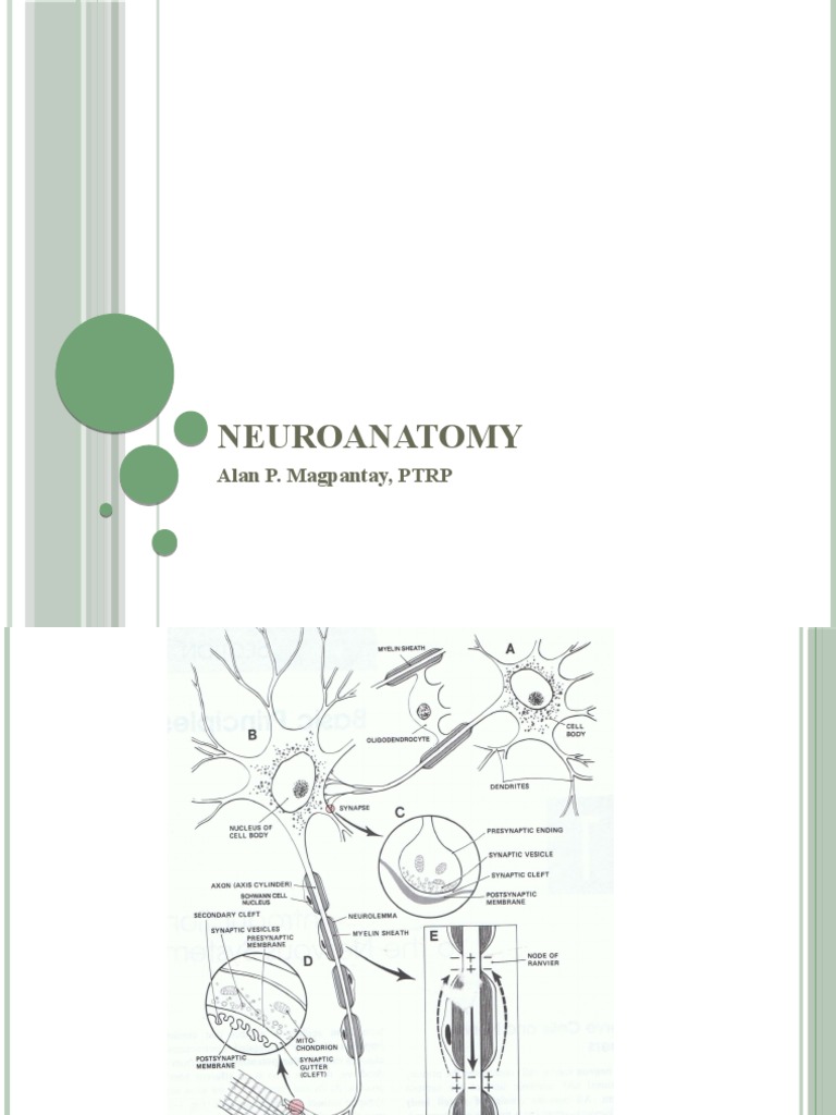 NEUROANATOMY REVIEW PDF visual data 6