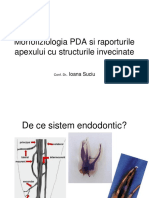 Morfofiziologia PDA Si A Raporturilor Apexului Cu Structurile