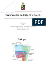 Clase Organos Del Cuello Vascularizaci n e Inervaci n C y C (1)