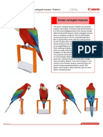 Green-Winged-Macaw e A4 PDF