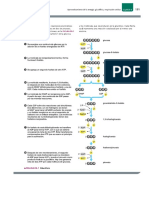 Glucolisis y Respiración Celular PDF