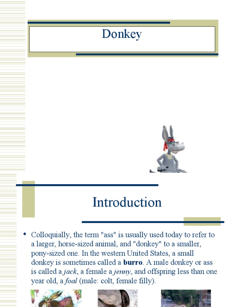 Donkey Anatomy and Breeds Overview | PDF | Science & Mathematics ...