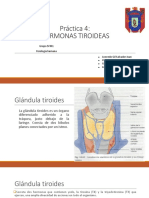 Hormonas tiroideas: efectos sobre variables fisiológicas