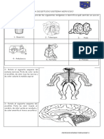 Guia de Estudio Sistema Nervioso