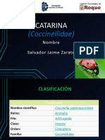 Catarina