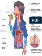 Sistema Digestivo..Ppp