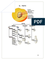 EL FRUTO 8b
