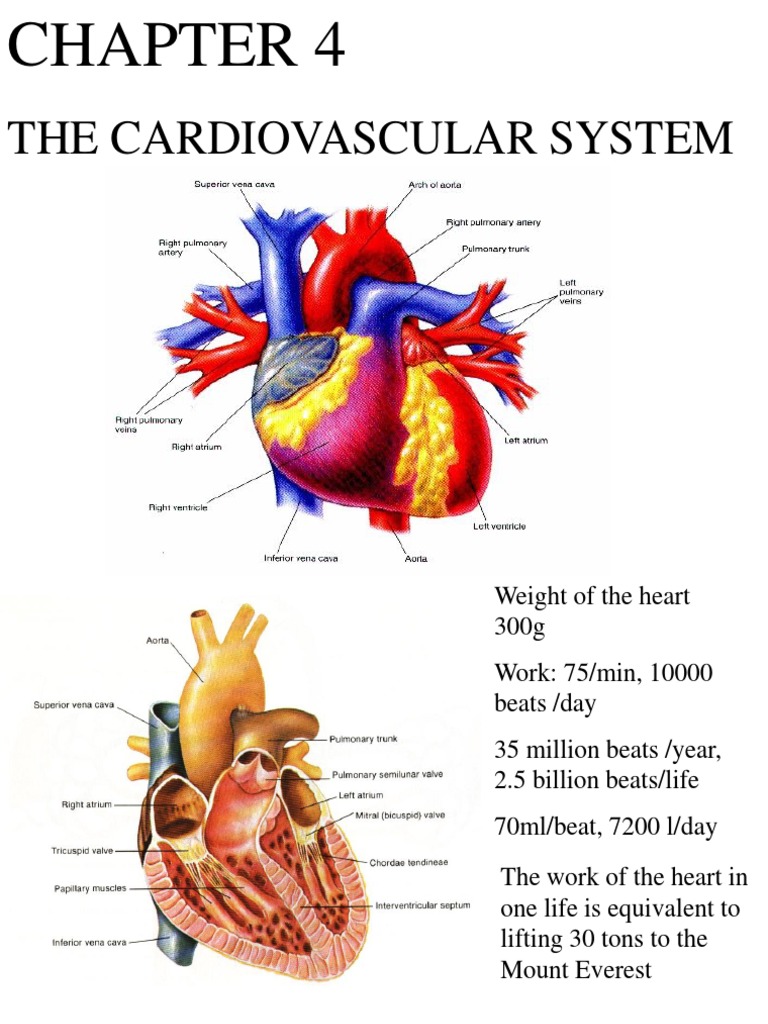 Cardiovascular System | PDF | Ventricle (Heart) | Heart Valve