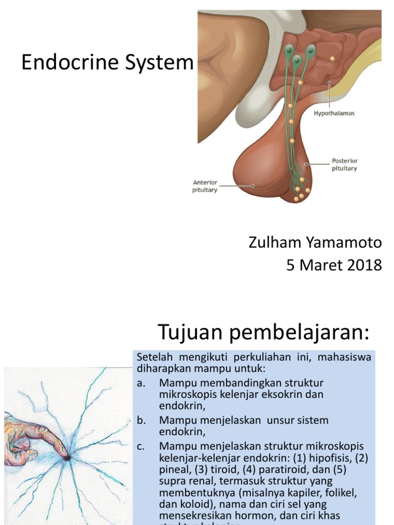 Endocrine System Endocrine System Pituitary Gland
