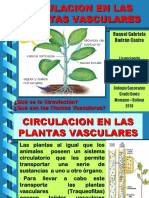 CIRCULACION EN PLANTAS VASCULARES - Raquelita