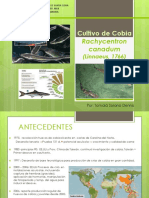 Cultivo de Cobia Rachycentrum Canadum 1