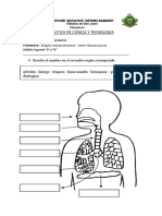 Sistema Respiratorio