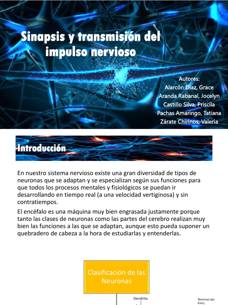 Clasificación de Neuronas y Sinapsis | PDF | Sinapsis | Neurona