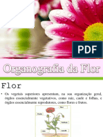 Organografia - Flor
