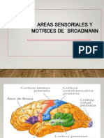 Areas Neurosensoriales y Motoras