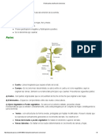 El Tallo - Partes, Clasificación y Funciones