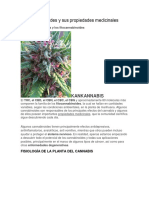 Los Cannabinoides y Sus Propiedades Medicinales