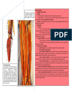 LP5 VASCULARIZATIA MEMBRULUI SUPERIOR.pdf