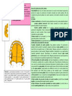 Palatul Dur PDF