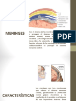 Meninges