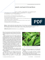 Detection of Pantoea ananatis, causal agent of leaf spot disease of maize, in Mexico