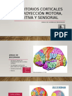 Territorios Corticales de Proyección Motora, Sensitiva y Sensorial.